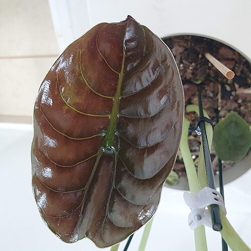 Alocasia cuprea: Folha jovem da Alocasia cuprea, uma planta da família Araceae