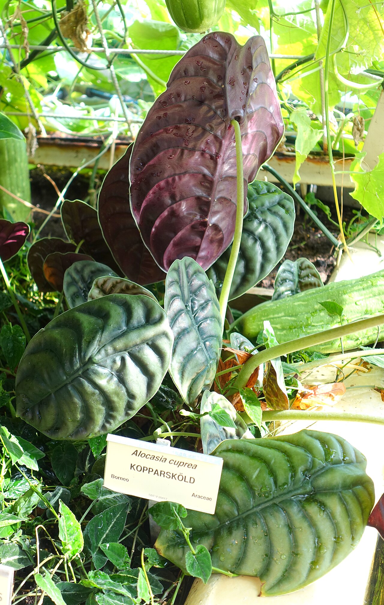Alocasia cuprea: Botanical specimen in the Victoriahuset, Bergianska trädgården - Stockholm, Sweden.