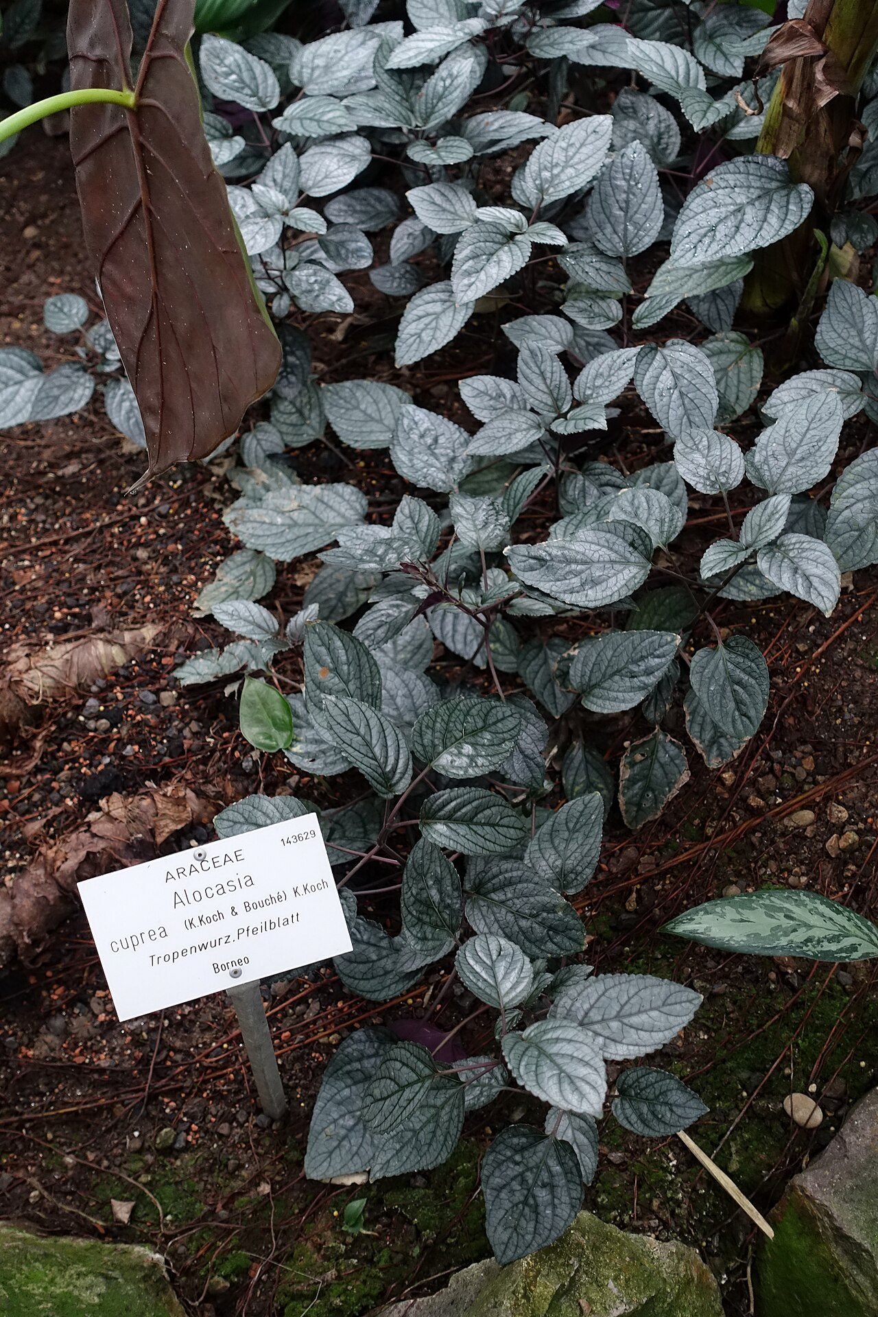Alocasia cuprea: Botanical specimen in the Botanischer Garten - Heidelberg, Germany.