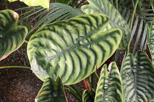 Alocasia cuprea: Location taken: Brookside Gardens, Maryland. Names: Alocasia cuprea K.Koch, Elephant Ear, Elephant's Ear Plant, Giant Caladium, Giant Taro, Gui Jia Yu, Taro, Ti