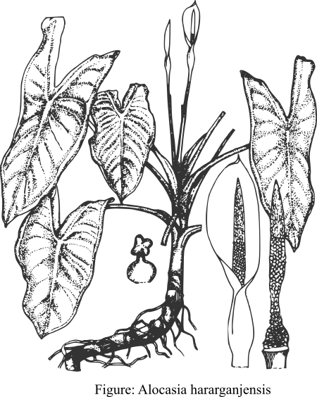 Alocasia hararganjensis: Alocasia hararganjensis from Bangladesh