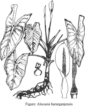 Alocasia hararganjensis: Alocasia hararganjensis from Bangladesh