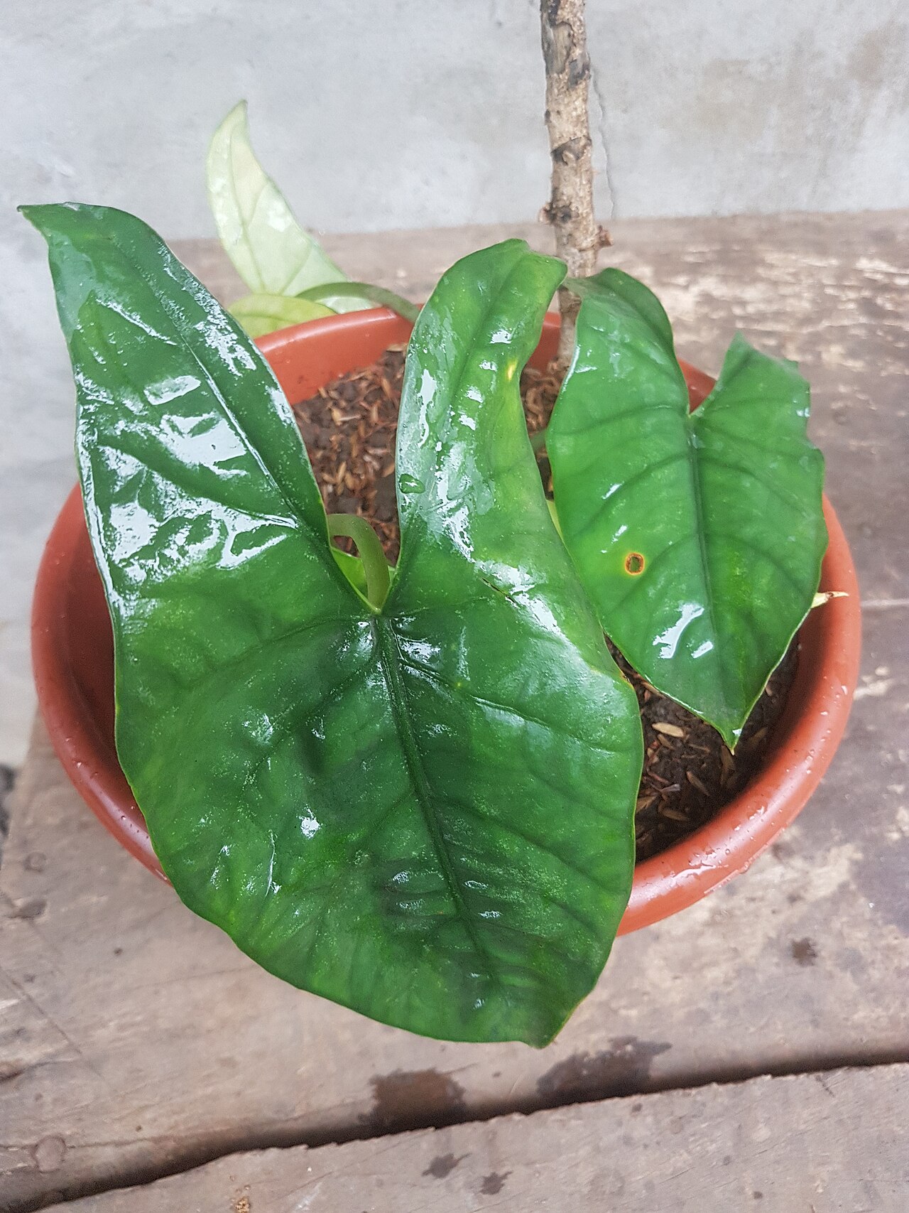 Alocasia heterophylla: Alocasia heterophylla