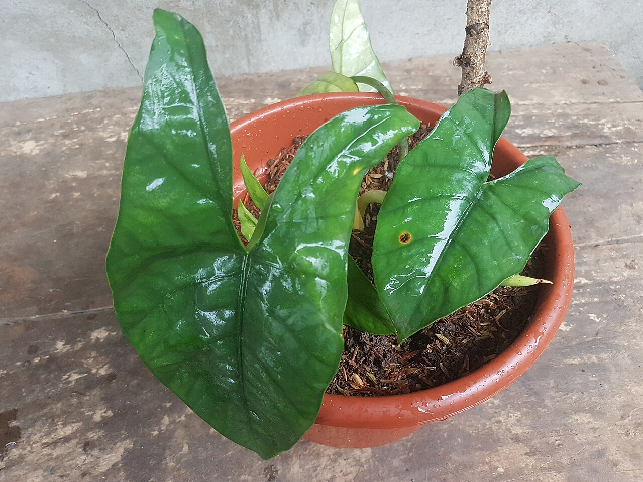 Alocasia heterophylla: Alocasia heterophylla