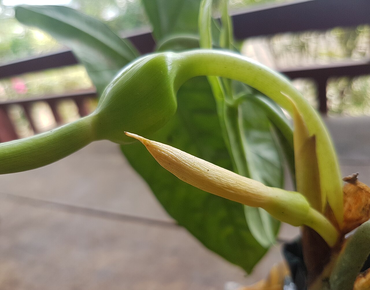 Alocasia heterophylla: Alocasia heterophylla flowers