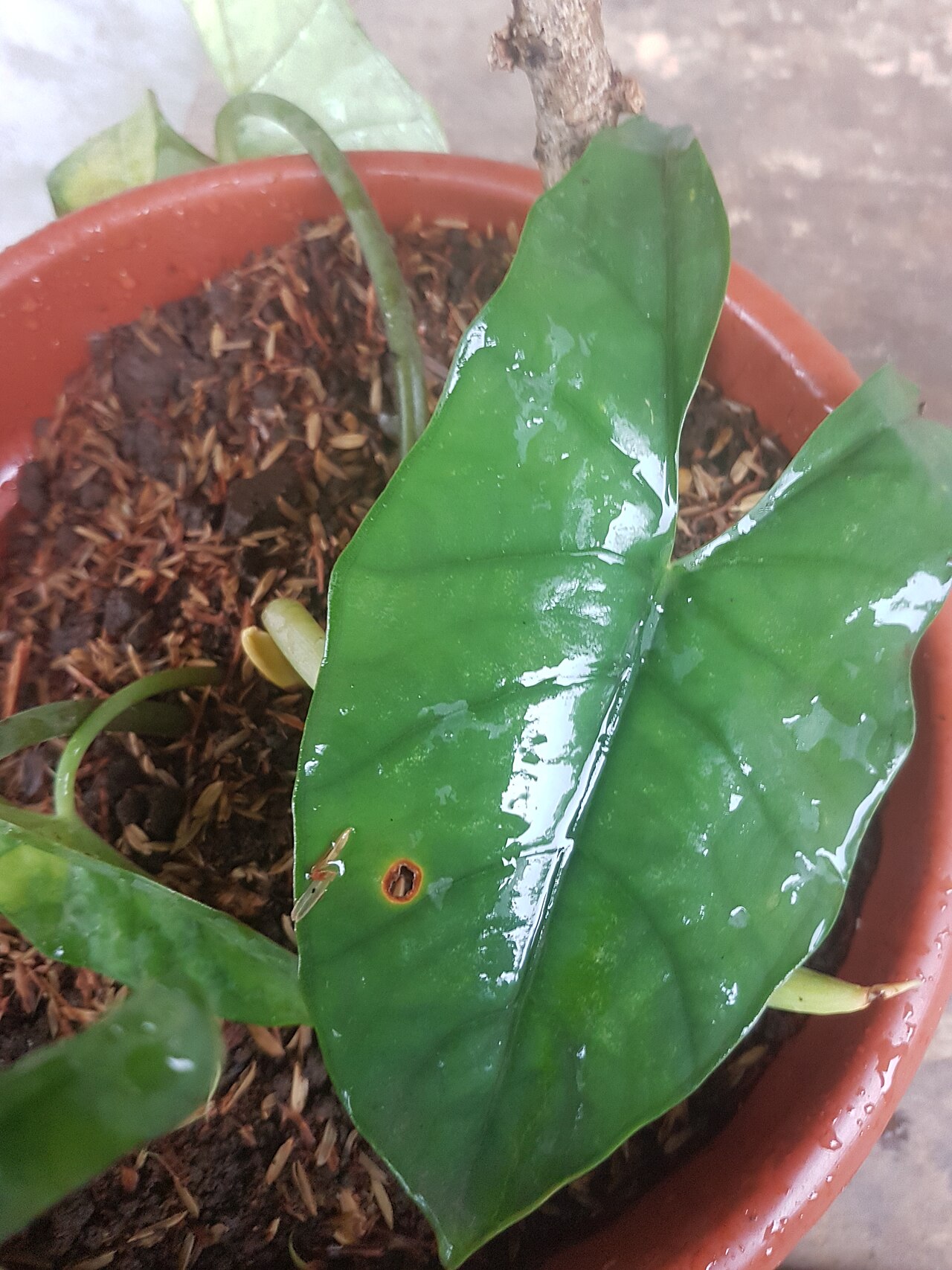Alocasia heterophylla: Alocasia heterophylla