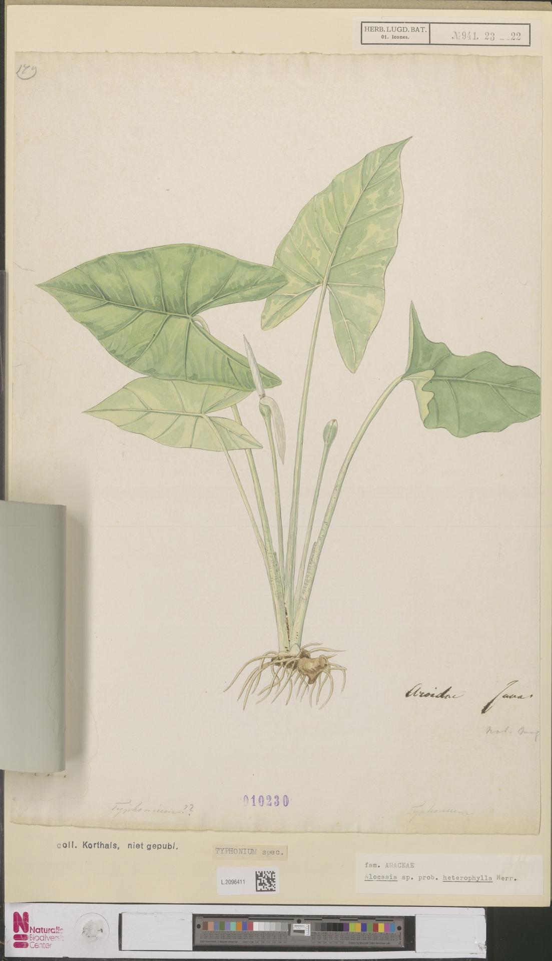 Alocasia heterophylla: Alocasia heterophyllum