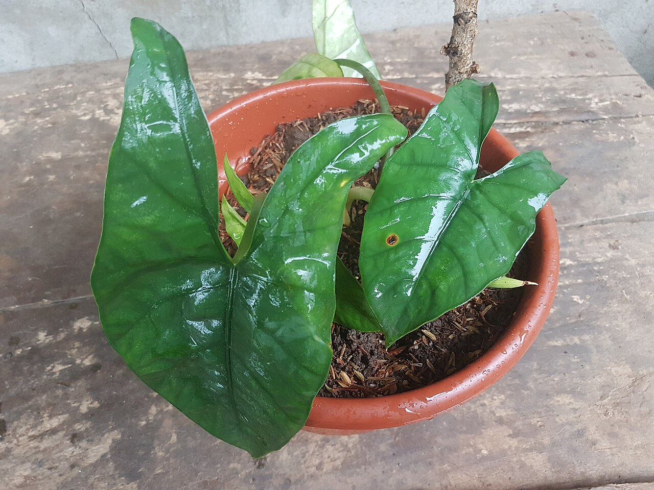 Alocasia heterophylla: Alocasia heterophylla