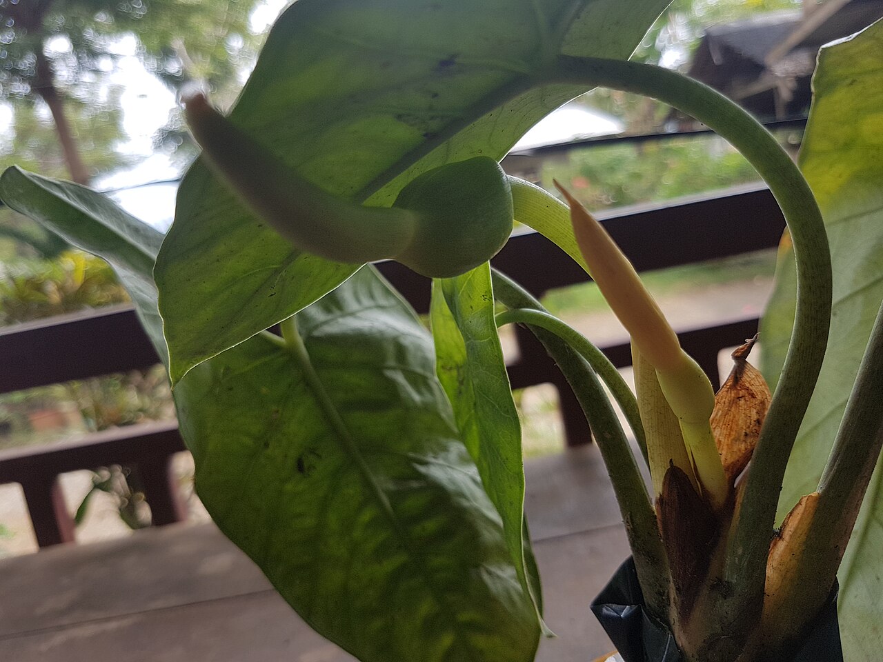 Alocasia heterophylla: Alocasia heterophylla flowers