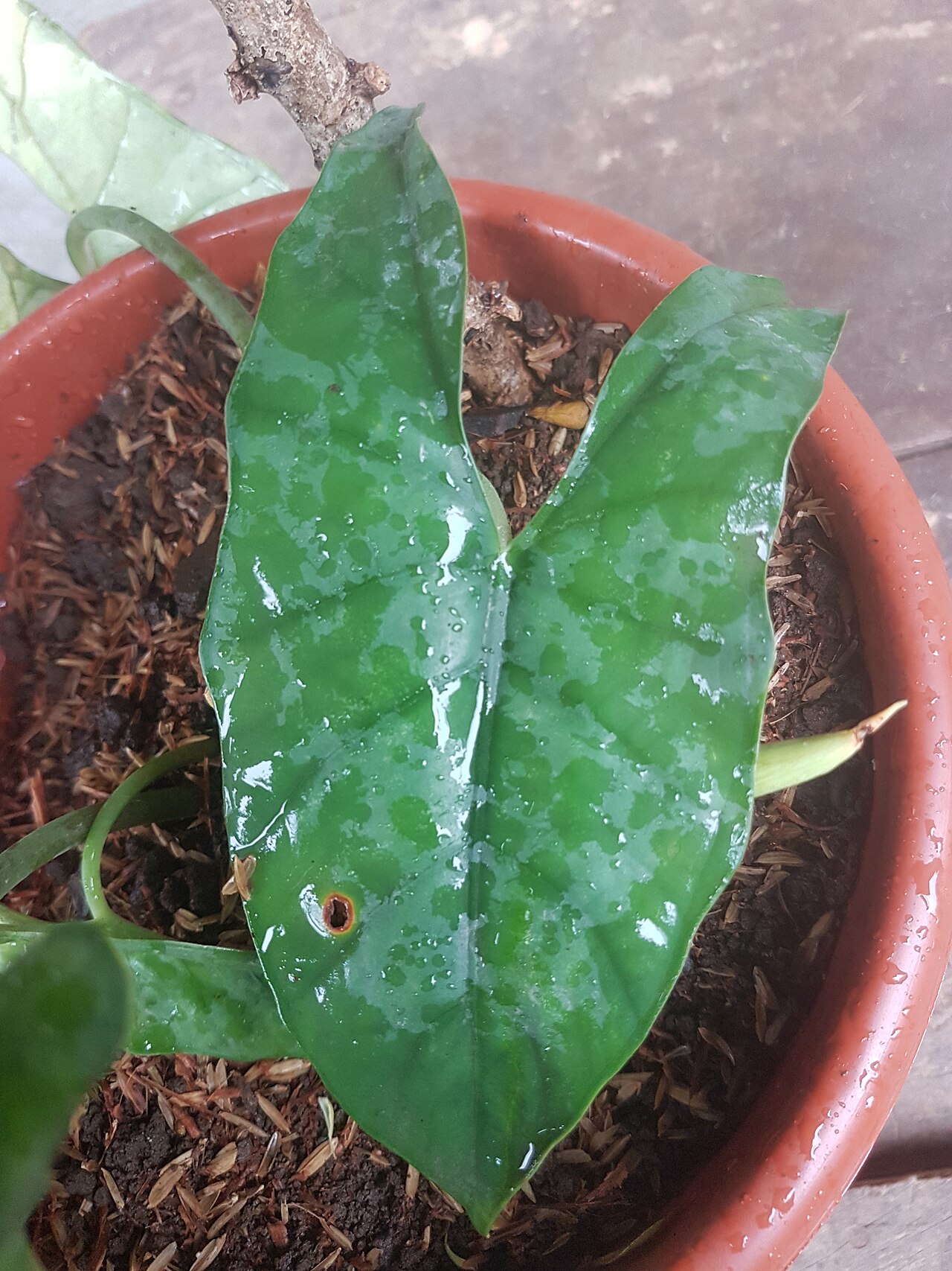 Alocasia heterophylla: Alocasia heterophylla