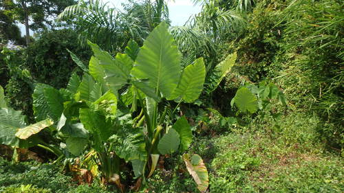 Alocasia hypoleuca (Alocasia hypoleuca)