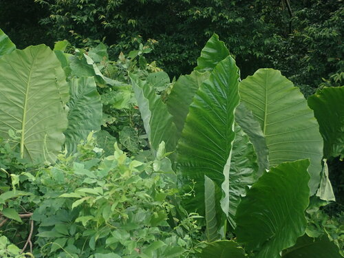 Alocasia hypoleuca (Alocasia hypoleuca)