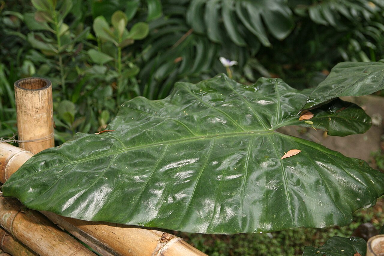 Alocasia indica: Location taken: Else Kientzler Botanical Garden, Sarchi Norte, Costa Rica. Names: Alocasia macrorrhizos (L.) G.Don, Alocásia, Alocasia, Alocasie, Alocasie à Gra