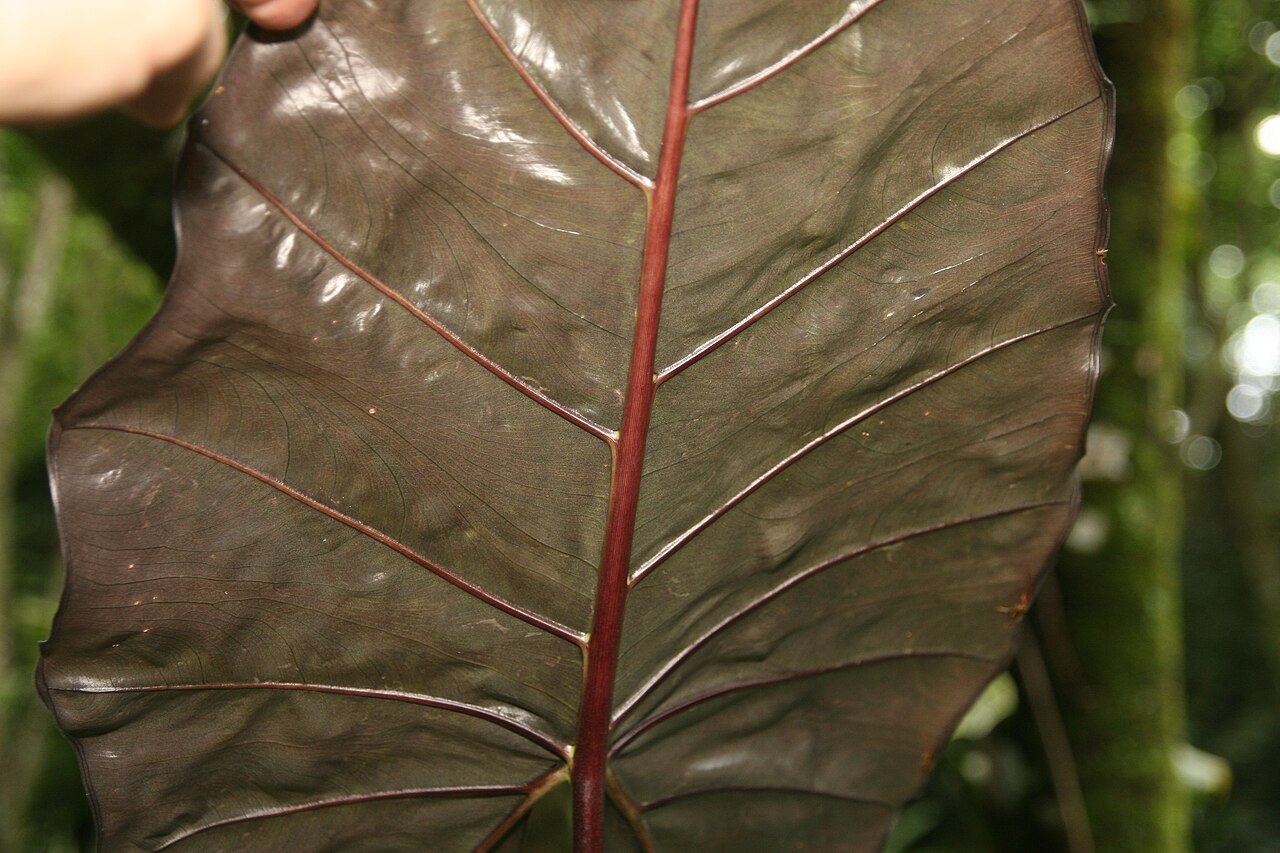 Alocasia indica: Location taken: Else Kientzler Botanical Garden, Sarchi Norte, Costa Rica. Names: Alocasia macrorrhizos (L.) G.Don, Alocásia, Alocasia, Alocasie, Alocasie à Gra