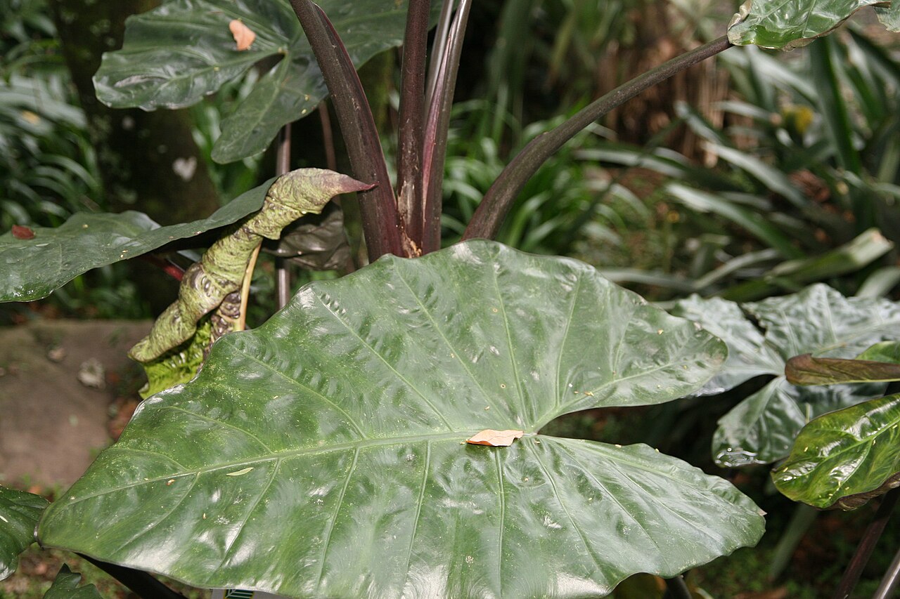 Alocasia indica: Location taken: Else Kientzler Botanical Garden, Sarchi Norte, Costa Rica. Names: Alocasia macrorrhizos (L.) G.Don, Alocásia, Alocasia, Alocasie, Alocasie à Gra