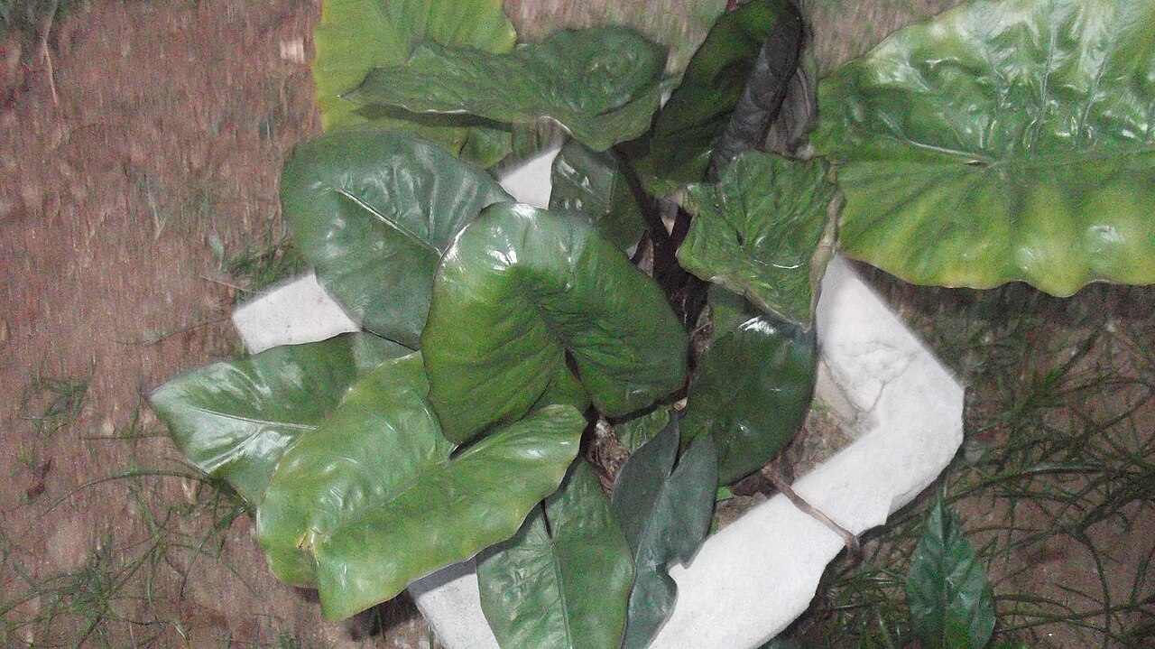 Alocasia indica: Araceae-rhizome,leaves metalic green,reverse coppery green.