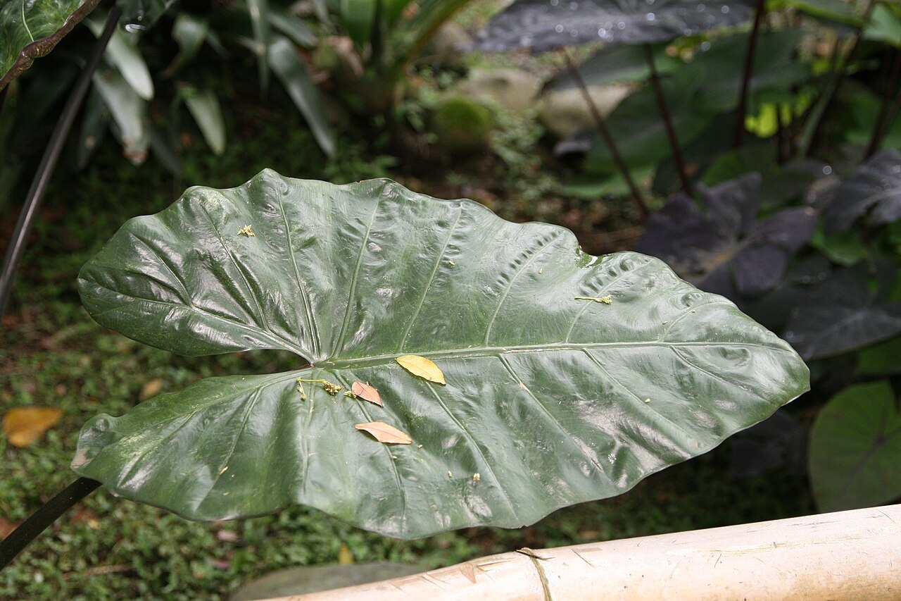 Alocasia indica: Location taken: Else Kientzler Botanical Garden, Sarchi Norte, Costa Rica. Names: Alocasia macrorrhizos (L.) G.Don, Alocásia, Alocasia, Alocasie, Alocasie à Gra