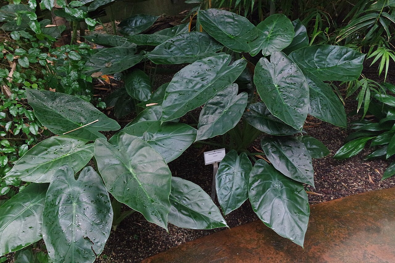 Alocasia indica: Alocasia indica