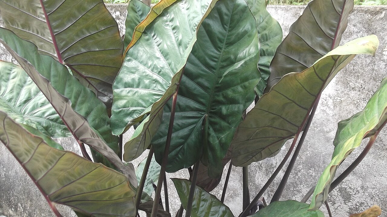 Alocasia indica: Araceae-rhizome,leaves metalic green,reverse coppery green.