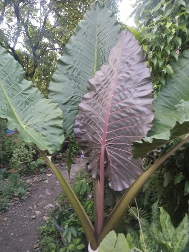 Giant taro (Alocasia macrorrhizos)