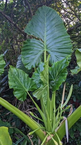 Giant taro (Alocasia macrorrhizos)