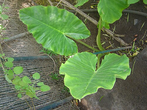 Giant taro: Alocasia macrorrhiza (Giant taro); Jardin d'Éden, Reunion Island