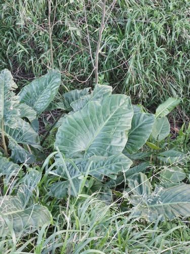 Giant taro (Alocasia macrorrhizos)