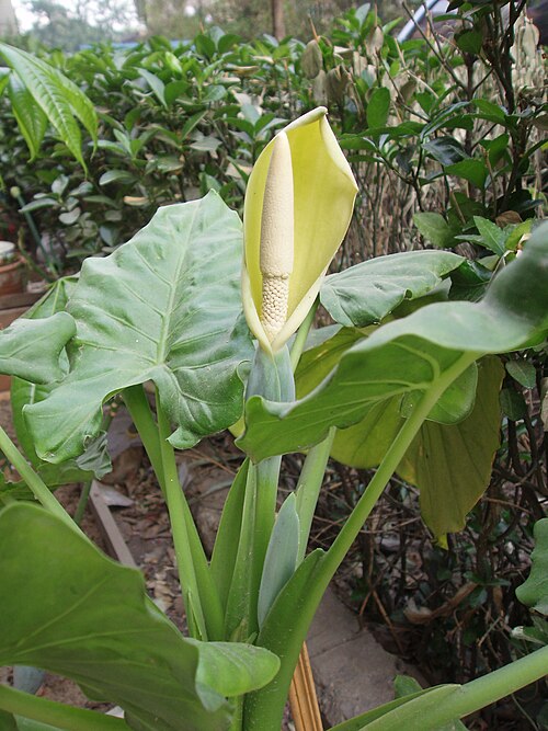 Giant taro (Alocasia macrorrhizos)