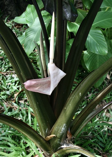 Giant taro (Alocasia macrorrhizos)