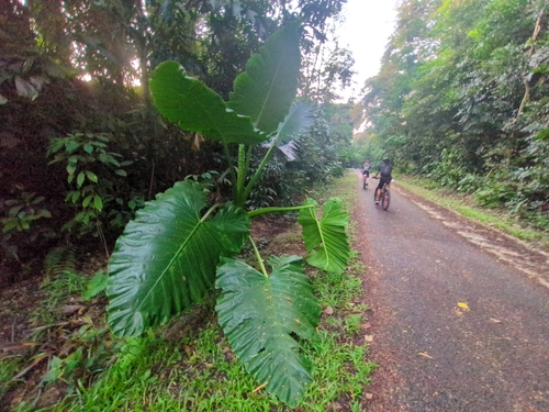 Giant taro (Alocasia macrorrhizos)