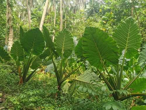Giant taro (Alocasia macrorrhizos)