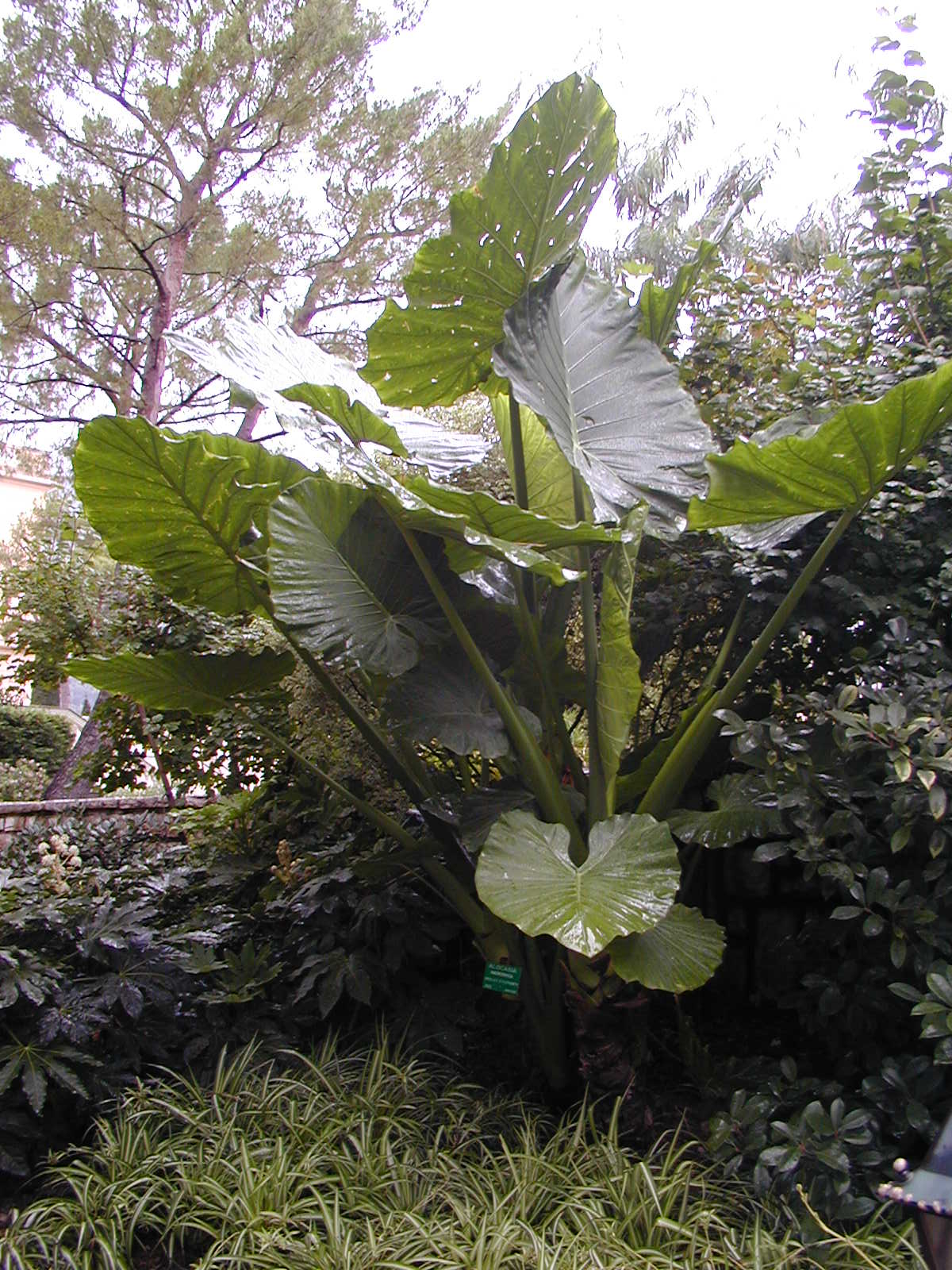Giant taro (Alocasia macrorrhizos)