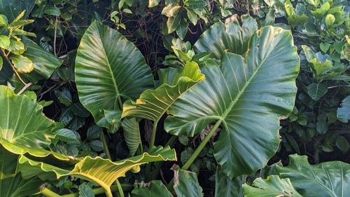 Giant taro (Alocasia macrorrhizos)