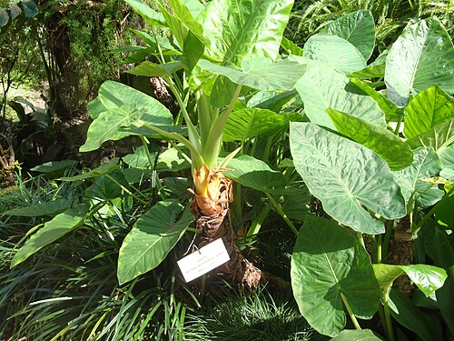 Giant taro: Alocasia macrorrhiza