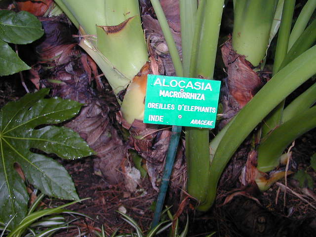 Giant taro (Alocasia macrorrhizos)