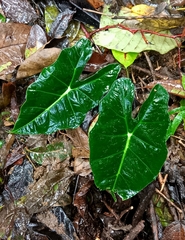 Alocasia micholitziana (Alocasia micholitziana)