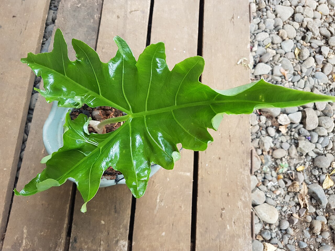 Alocasia nycteris: Alocasia nycteris - Batwing alocasia