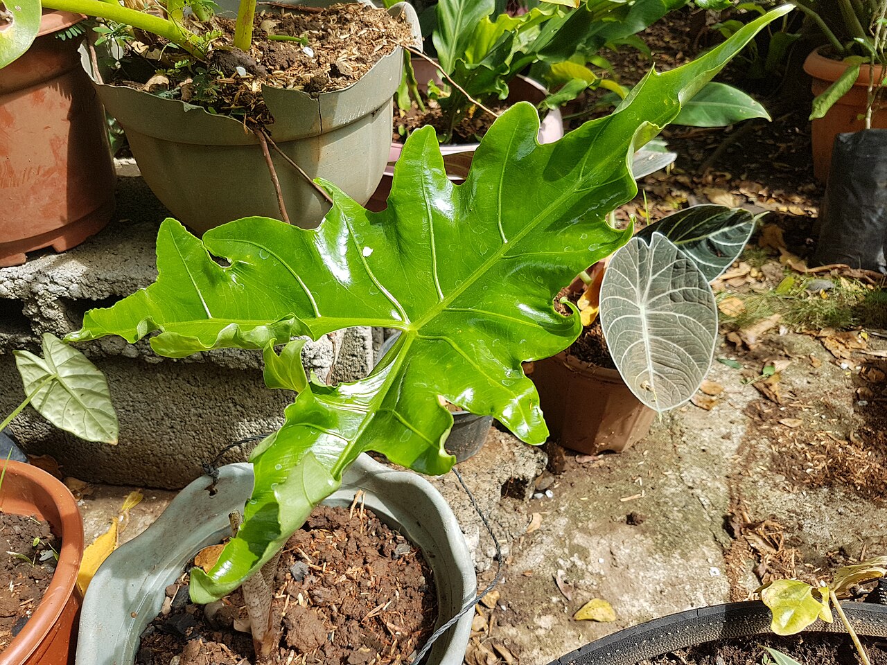 Alocasia nycteris: Alocasia nycteris - Batwing alocasia