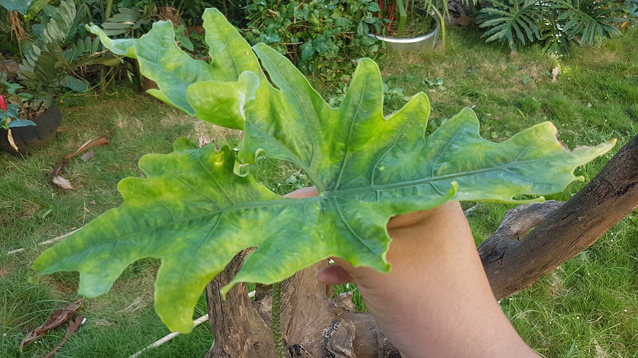 Alocasia nycteris: Alocasia nycteris , endemic to the Philippines