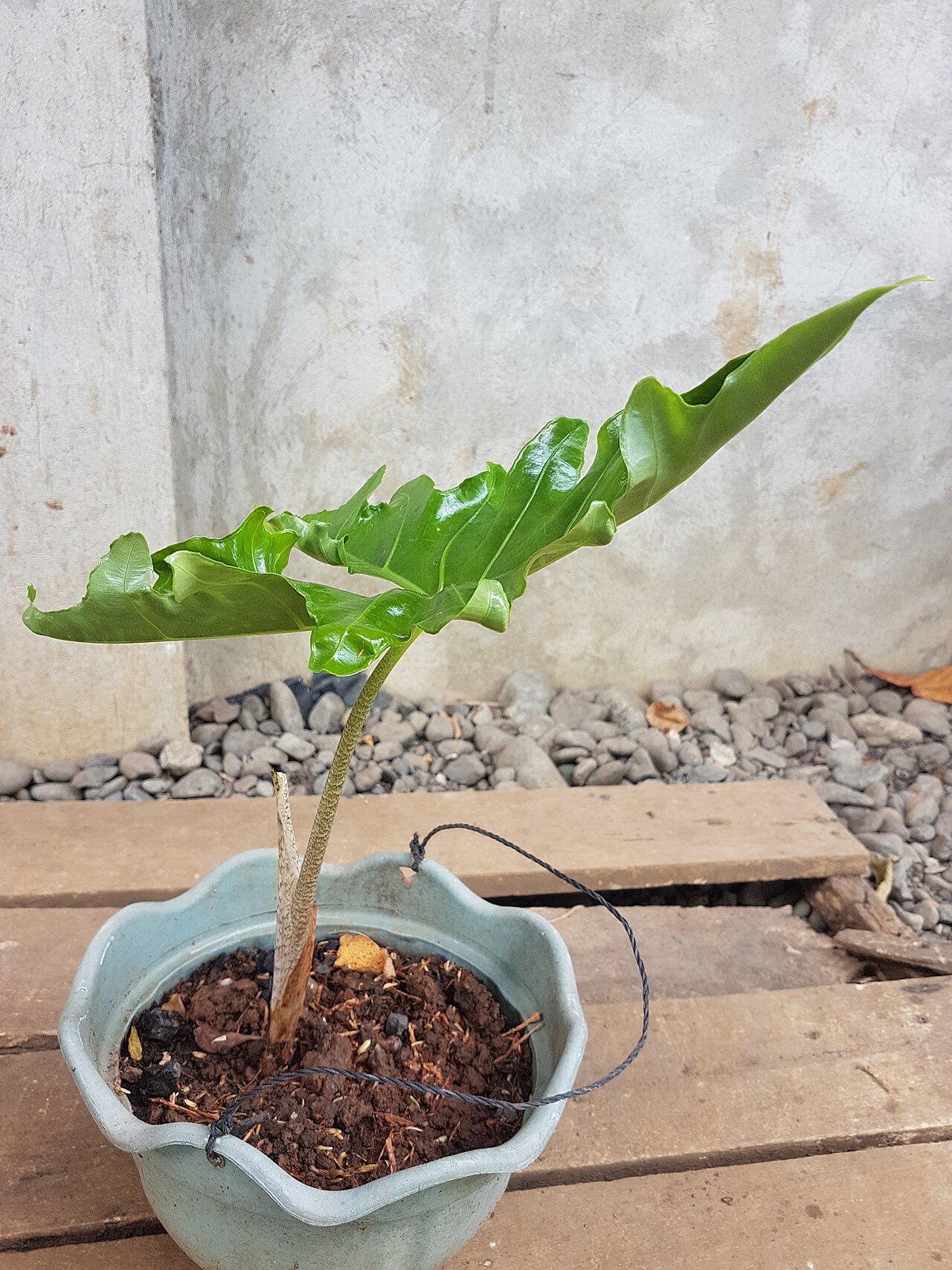Alocasia nycteris: Alocasia nycteris - Batwing alocasia