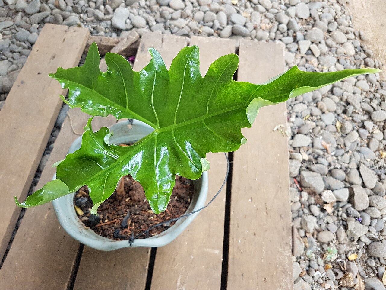 Alocasia nycteris: Alocasia nycteris - Batwing alocasia