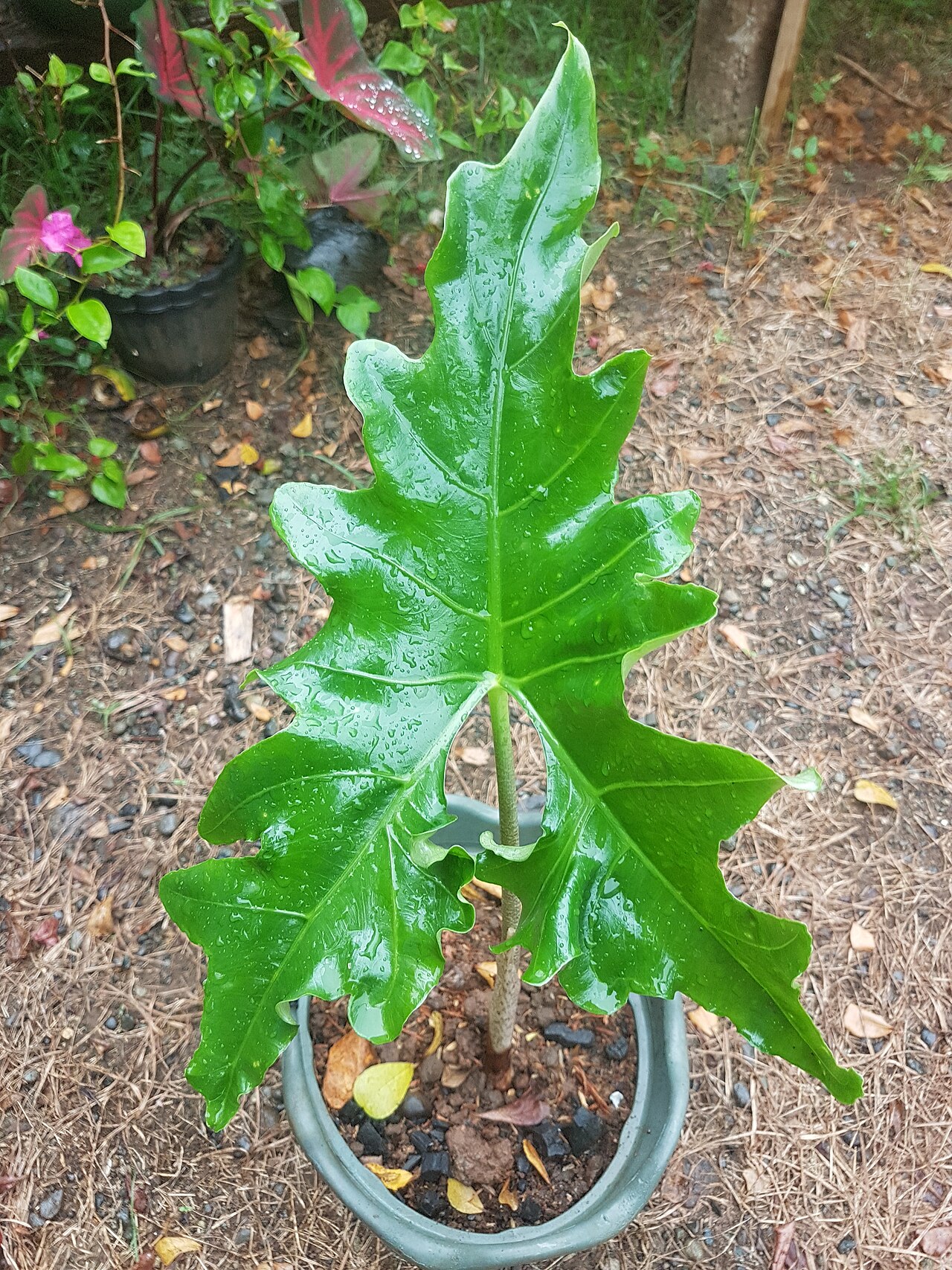 Alocasia nycteris: Alocasia nycteris (Philippines) Batwing alocasia