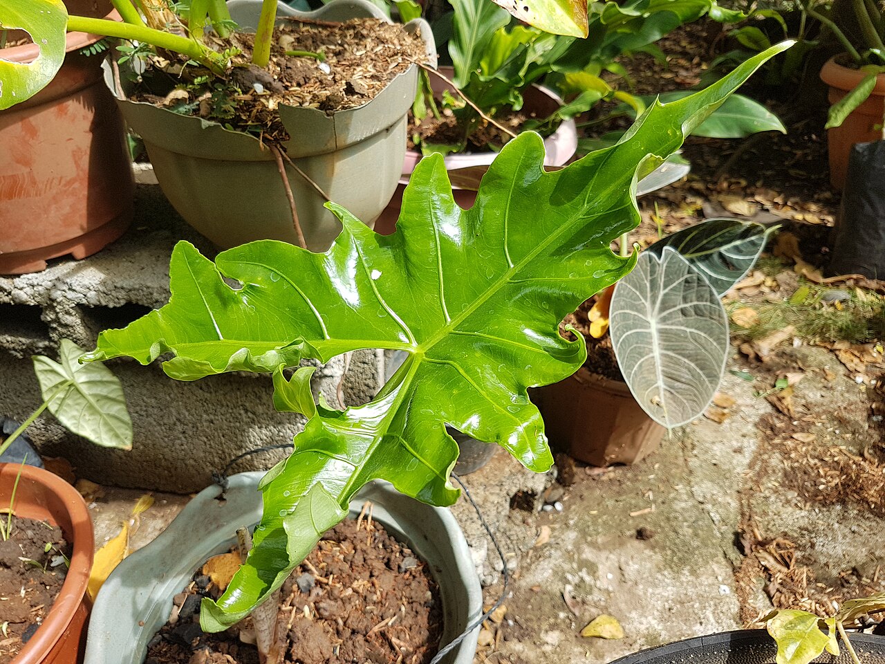 Alocasia nycteris: Alocasia nycteris - Batwing alocasia