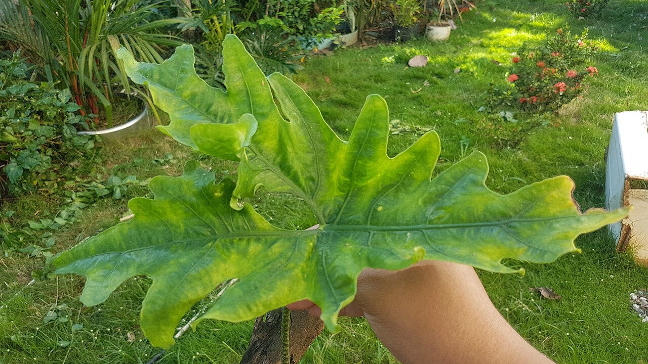 Alocasia nycteris: Alocasia nycteris , endemic to the Philippines