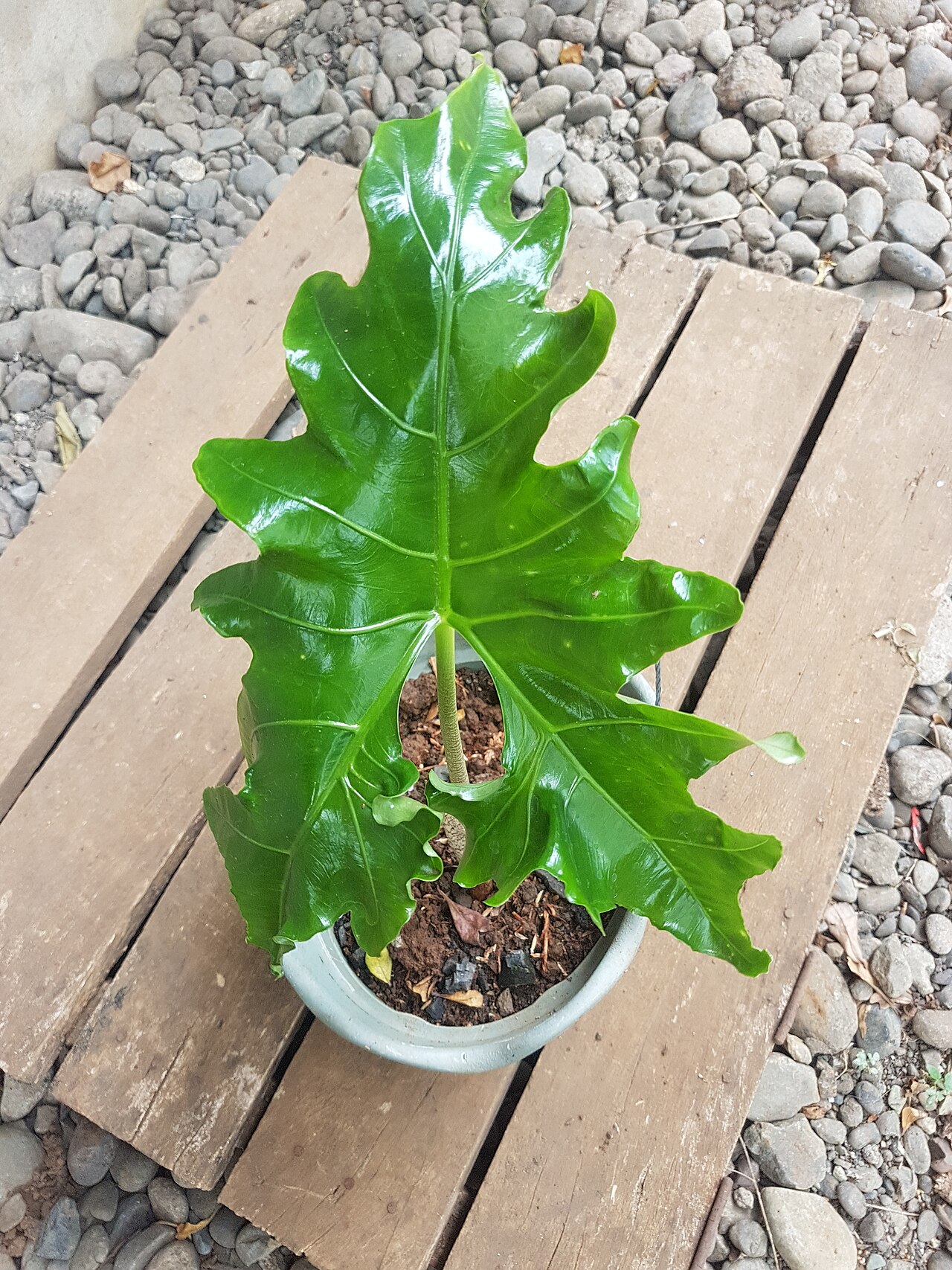 Alocasia nycteris: Alocasia nycteris - Batwing alocasia
