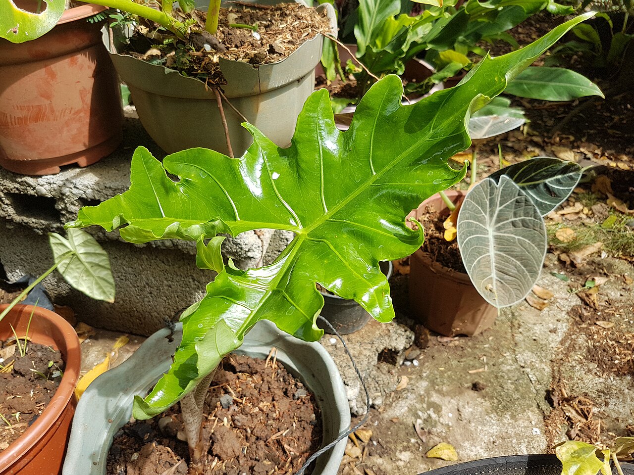 Alocasia nycteris: Alocasia nycteris - Batwing alocasia