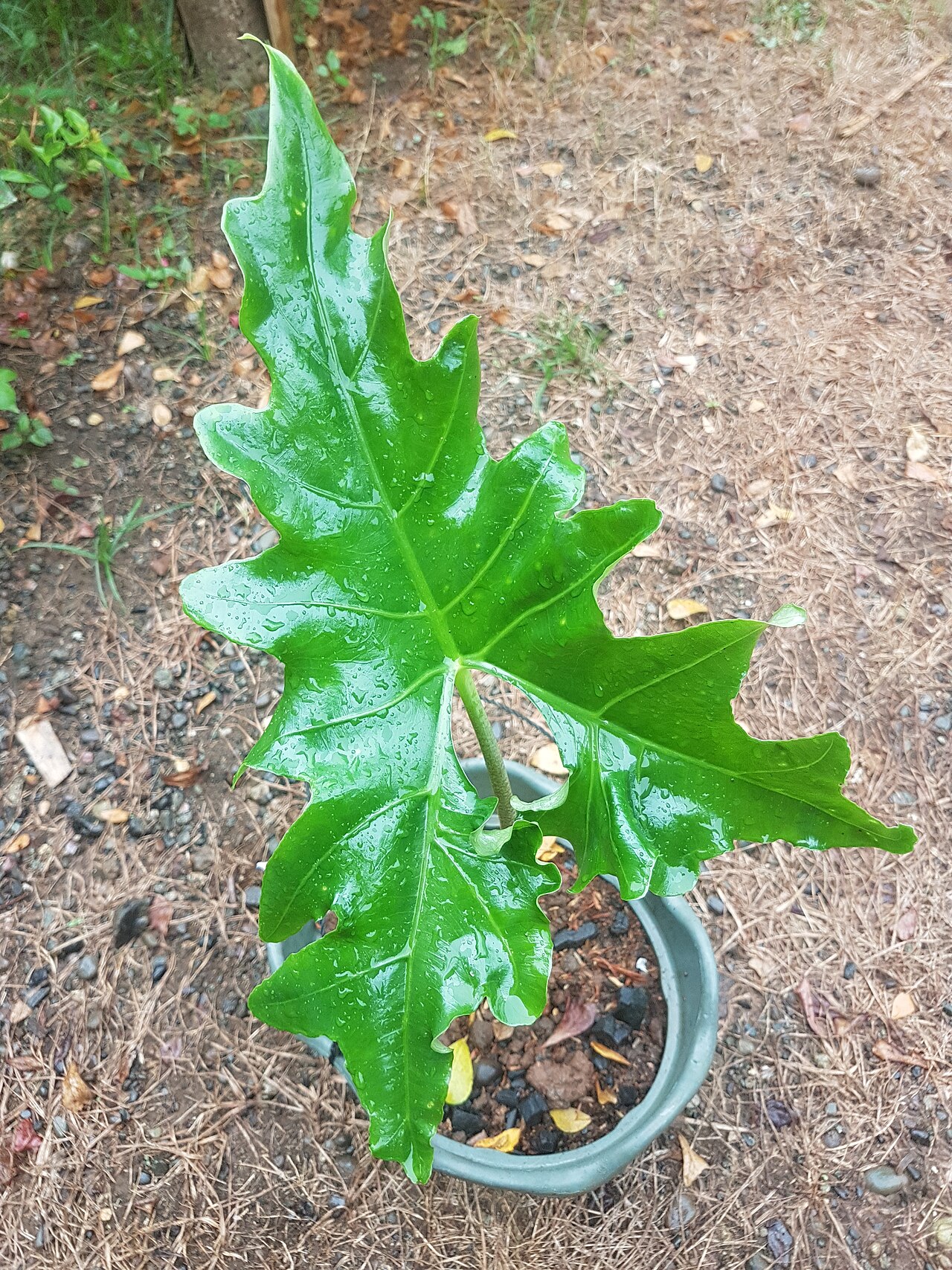 Alocasia nycteris: Alocasia nycteris (Philippines) Batwing alocasia