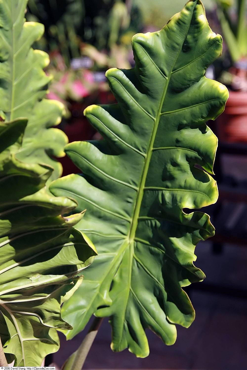 Alocasia portei: Location taken: United States Botanic Garden. Names: Alocasia portei , Alocasia Quilted Dreams, Elephant Ea Classification: Plantae > Magnoliophyta > Liliopsida