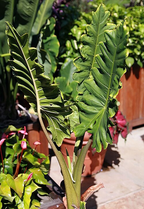 Alocasia portei: Location taken: United States Botanic Garden. Names: Alocasia portei , Alocasia Quilted Dreams, Elephant Ea Classification: Plantae > Magnoliophyta > Liliopsida