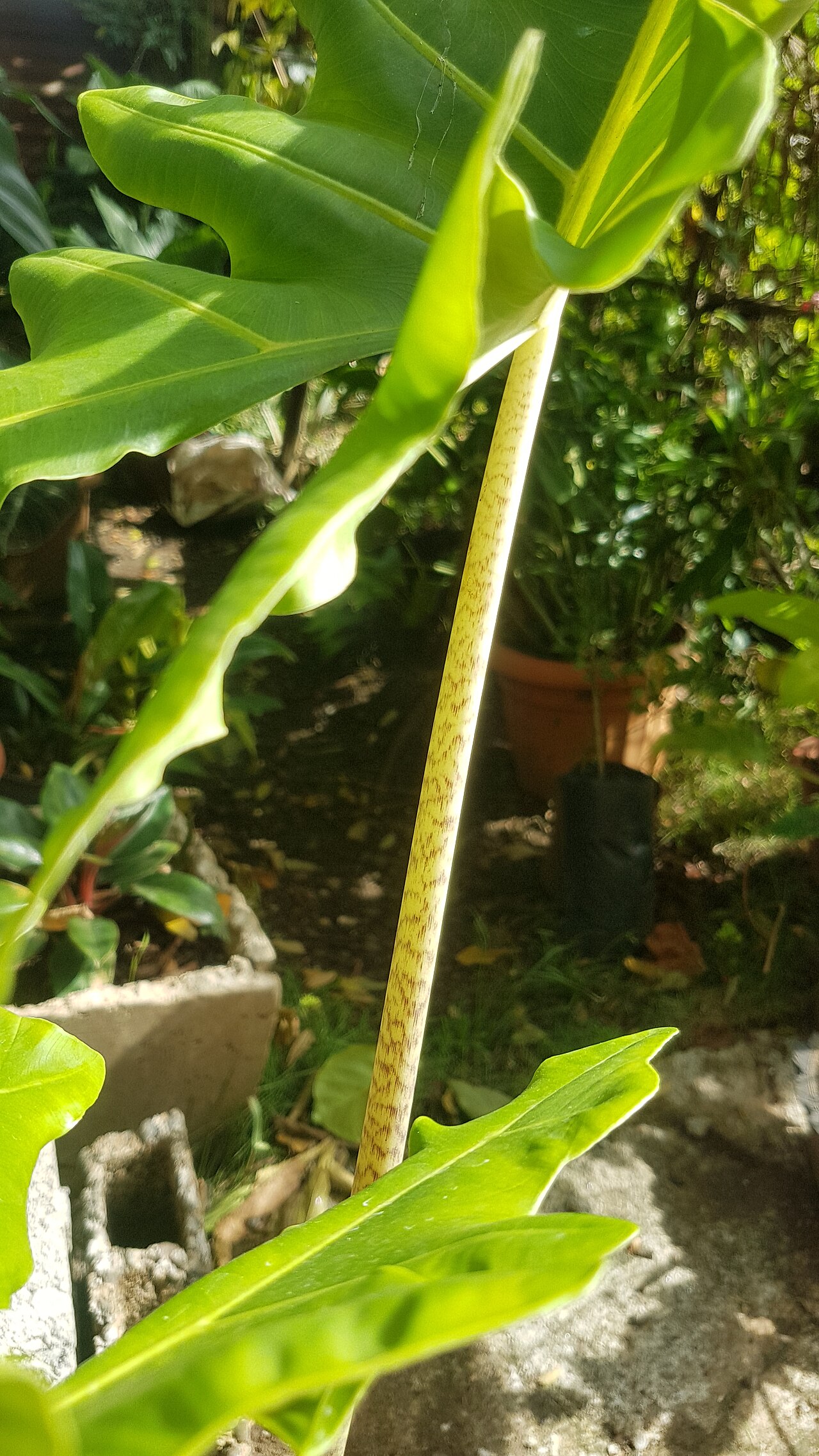 Alocasia portei: Young Alocasia portei in the Philippines
